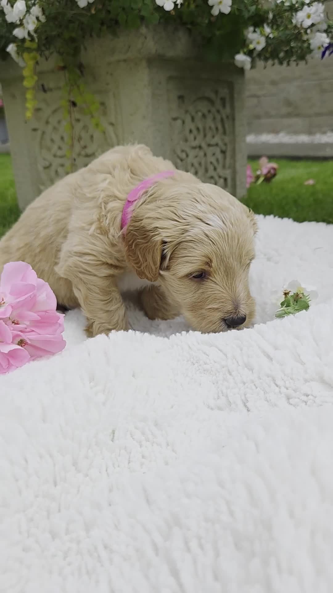 Australian Labradoodle dogs for sale: Australian Labradoodle Puppies - Video 4
