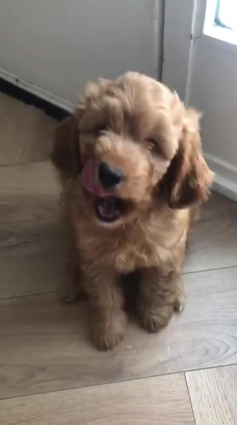 Cockapoo dogs for sale: 🐾Stunning F1b Toy Cockapoo Toy Poodle Puppies 🐾  - Video 1