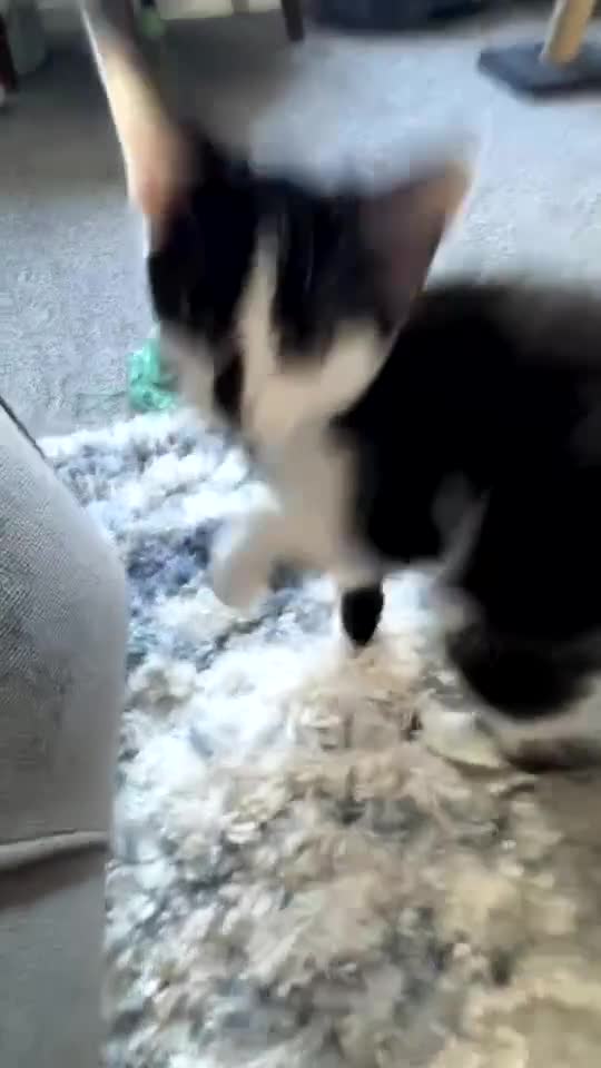 Turkish Van cats for sale: REMOMING 2 beautiful cats - Video 1