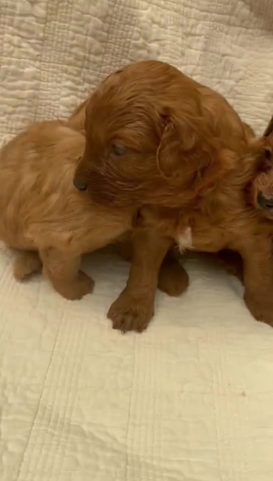 Cavapoo dogs for sale: Beautiful fully DNA tested Cavapoo's  - Video 1