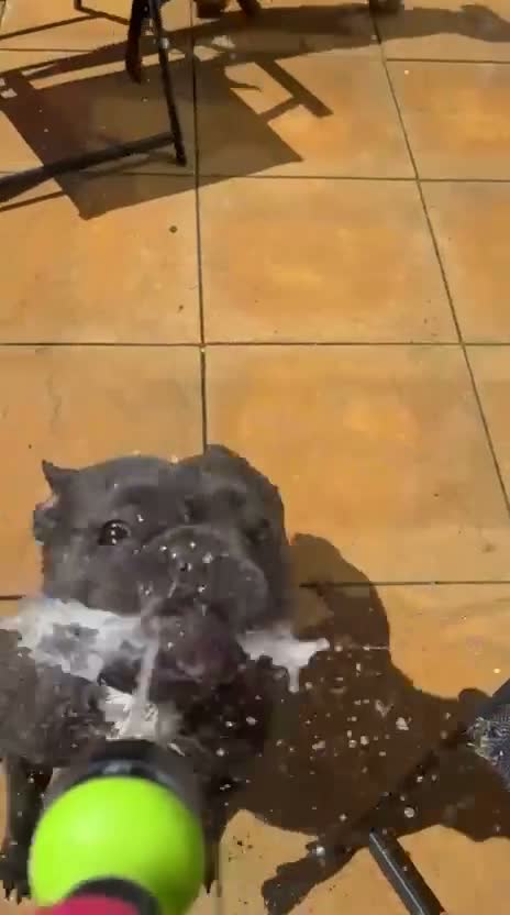 French Bulldog dogs for stud: Beautiful French Bulldog for stud  in Sittingbourne - Video 1