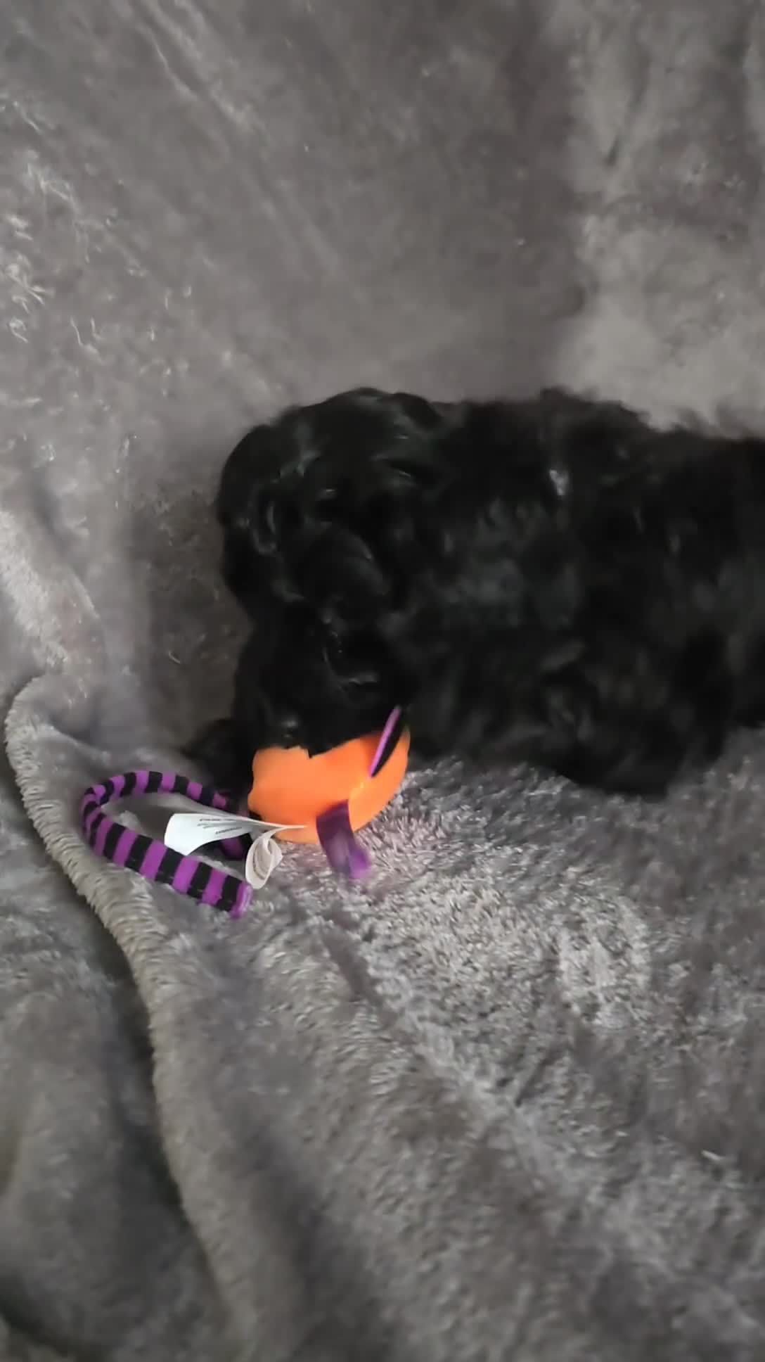 Cavapoo dogs for sale: Cavapoo Puppies Boys - Video 2