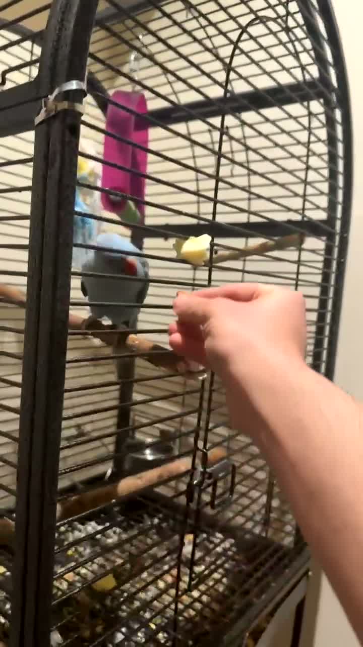 Ringnecks birds for sale: Beautiful blue young ringneck in Matlock - Video 1