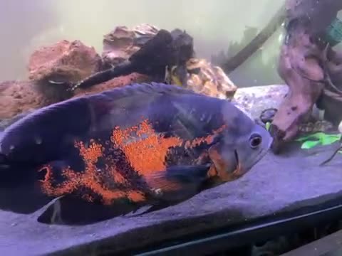 Cichlids fish for sale: Young Oscar Tiger Cichlid - Video 1
