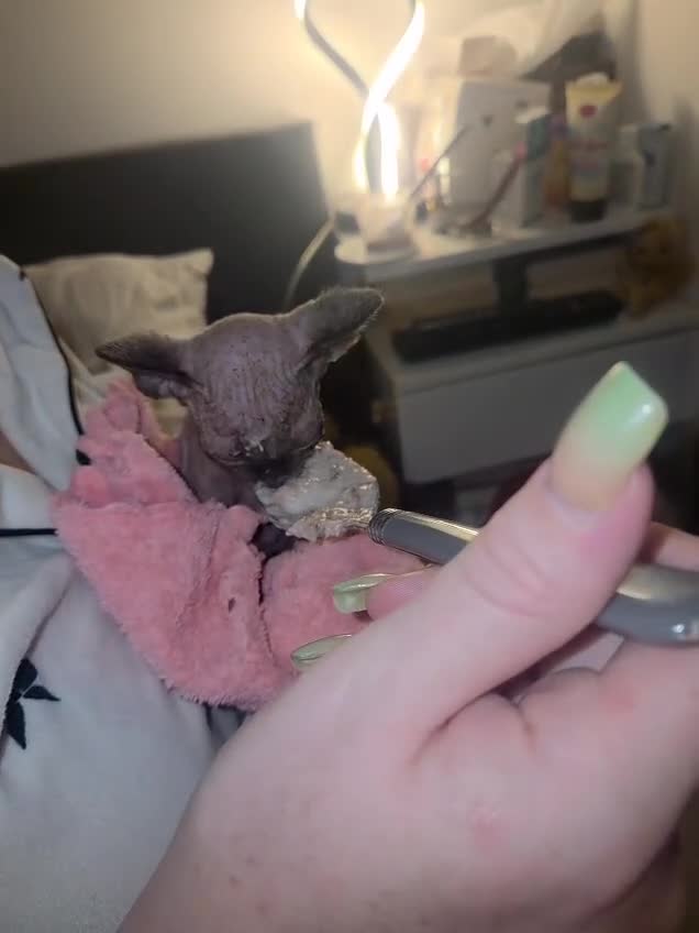 Sphynx cats for sale: 4 Female Sphynx Kittens - Video 2