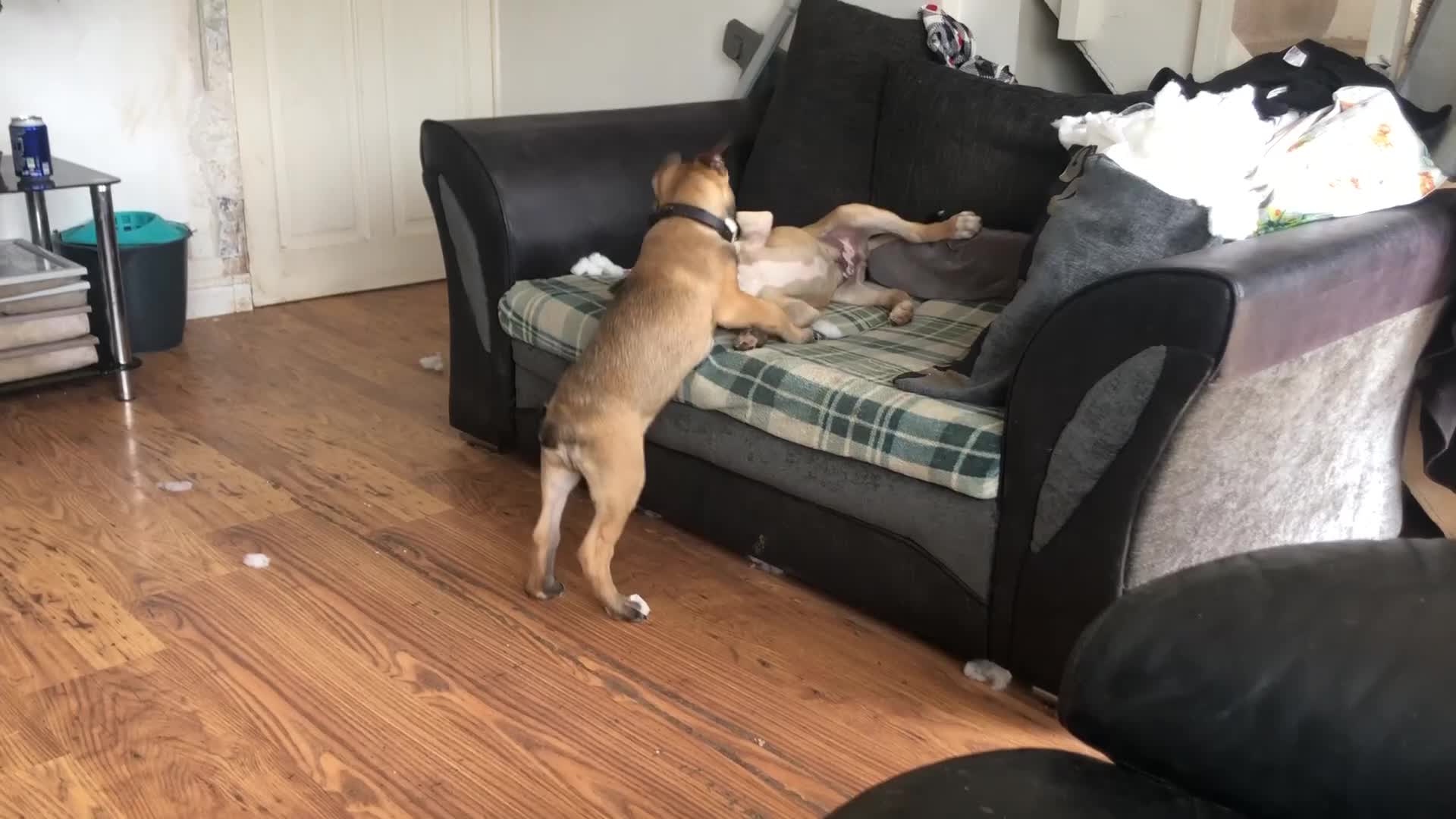 Mixed Breed dogs for sale: Belgian malinois cross staffy pups in Doncaster - Video 2