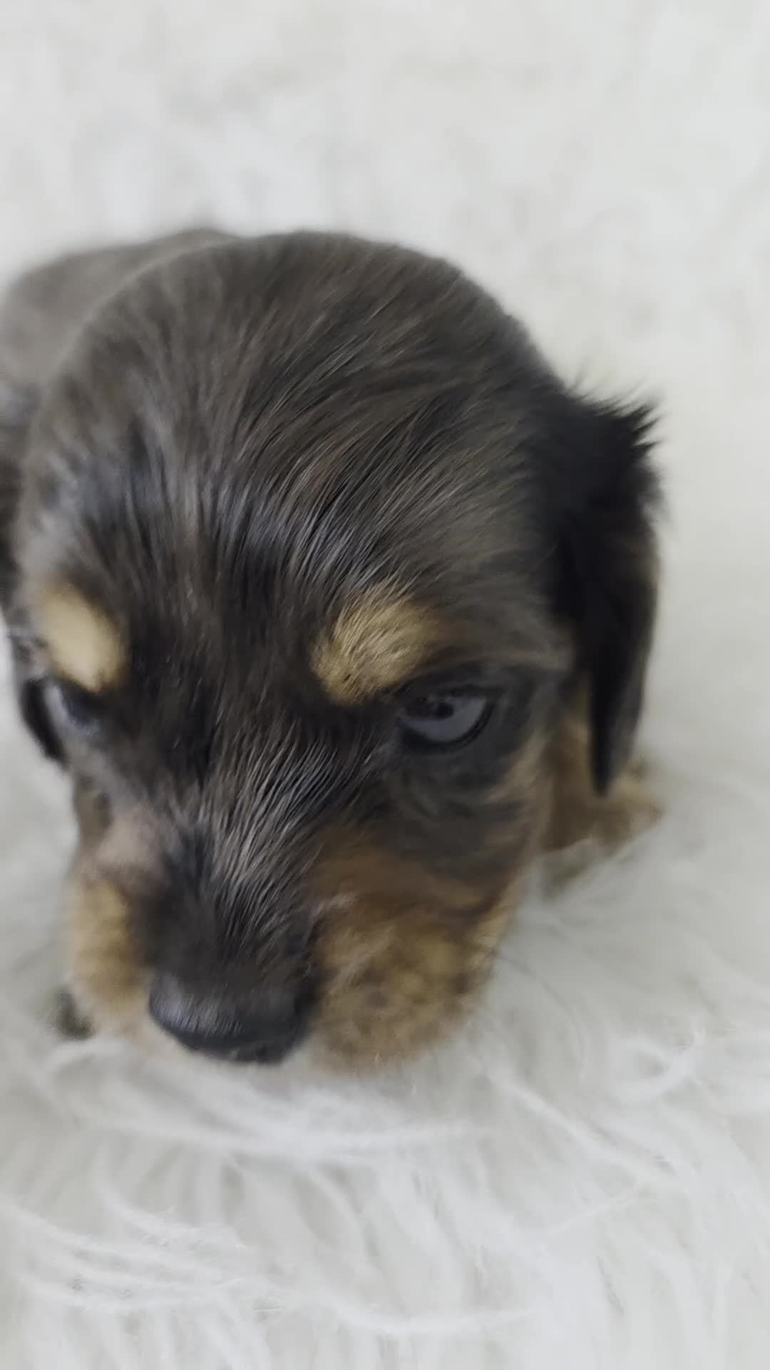 Miniature Dachshund dogs for sale: Stunning KC Long hair daxi. 5* breeders  - Video 1