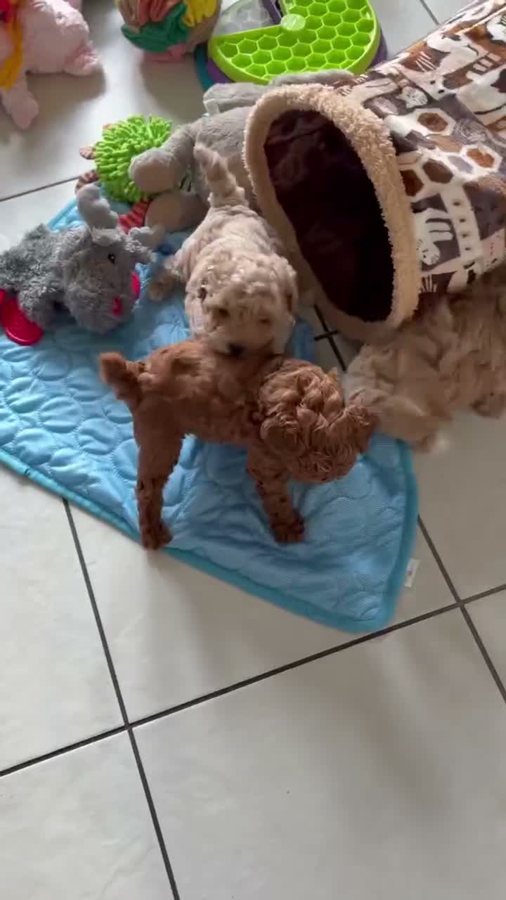 Maltipoo dogs for sale: 🐾 Absolutely Beautiful F1b Maltipoo Puppies  - Video 1