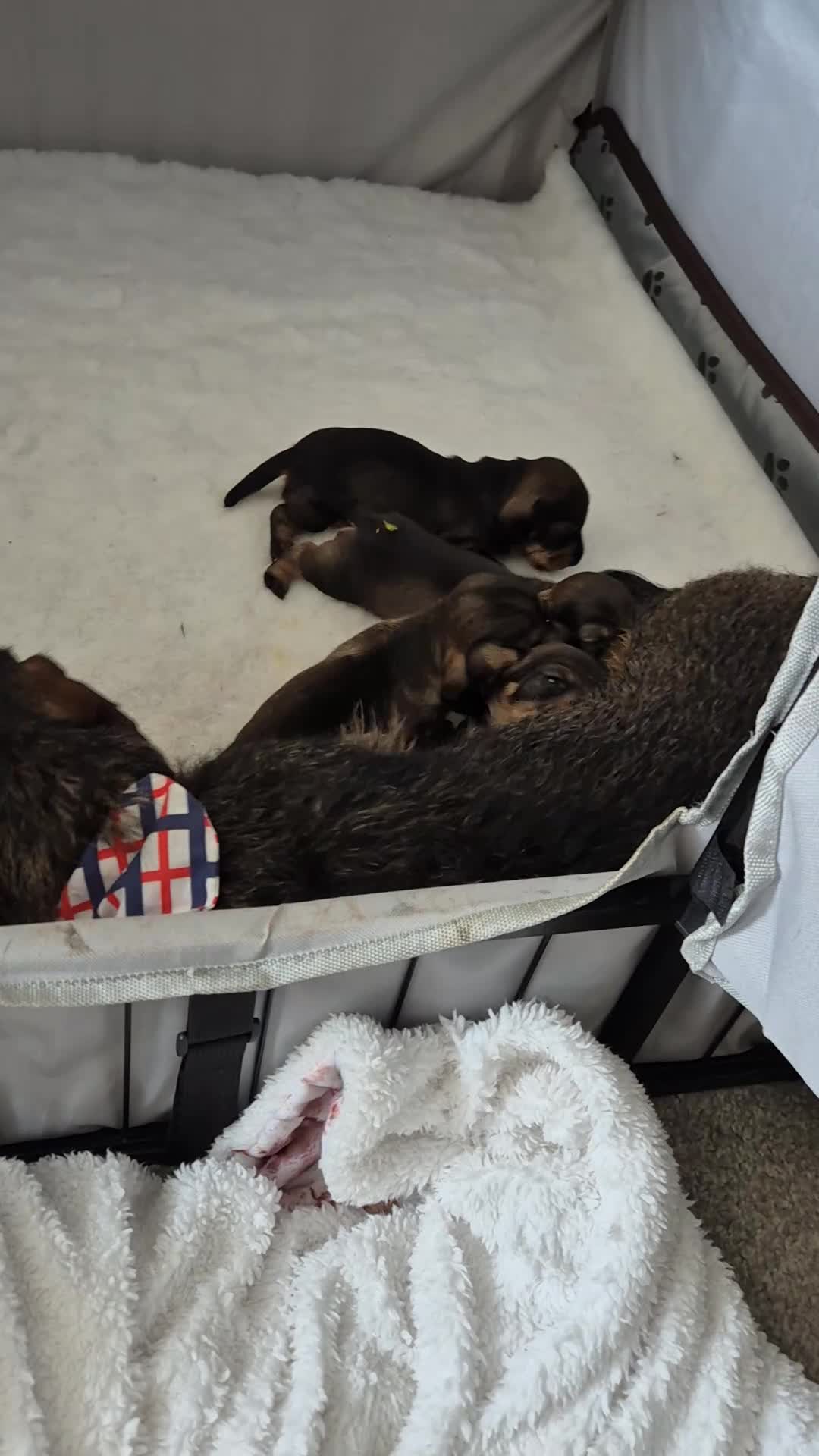 Miniature Dachshund dogs for sale: RKC mini wirehaired dachsund puppies  - Video 1