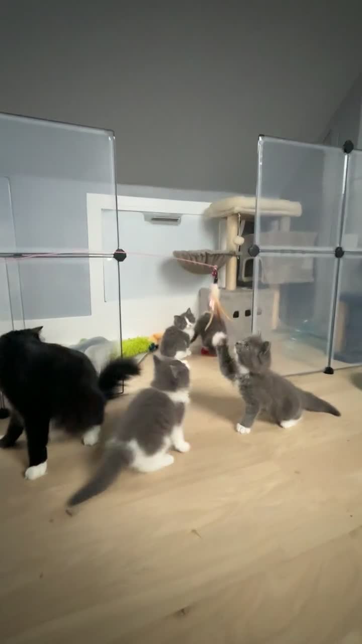 Mixed Breed cats for sale: Beautiful Long-Haired Ragdoll Cross Kittens  - Video 1
