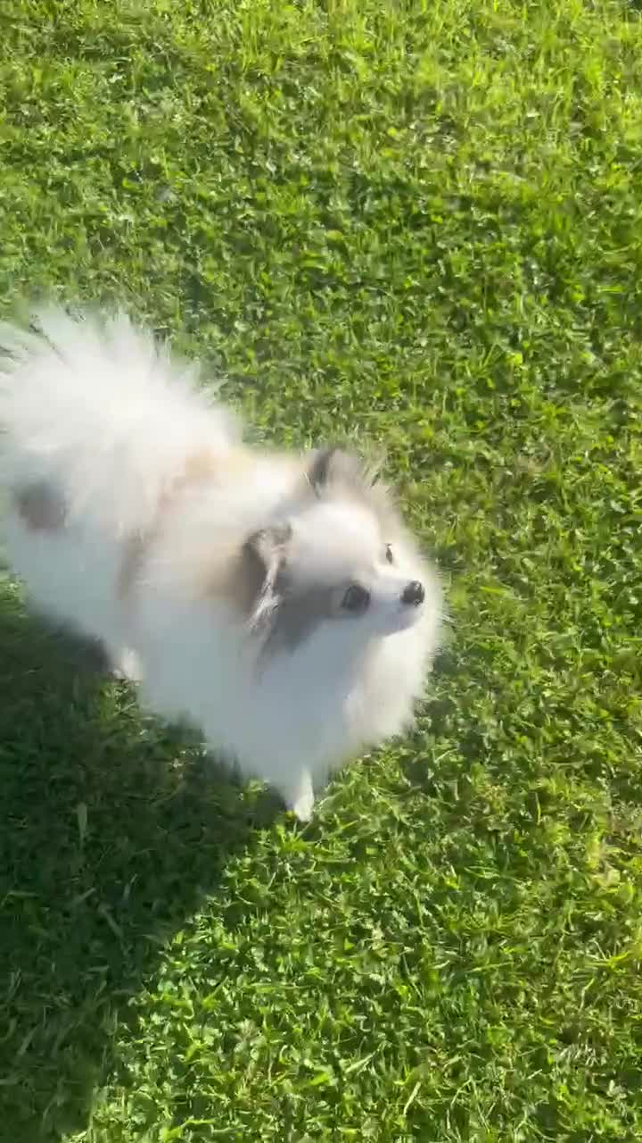 Pomeranian dogs for sale: my little Pixie in Crewe - Video 1