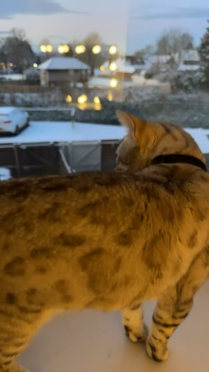 Bengal cats for sale: Moon the Snow Lynx Bengal - Video 3