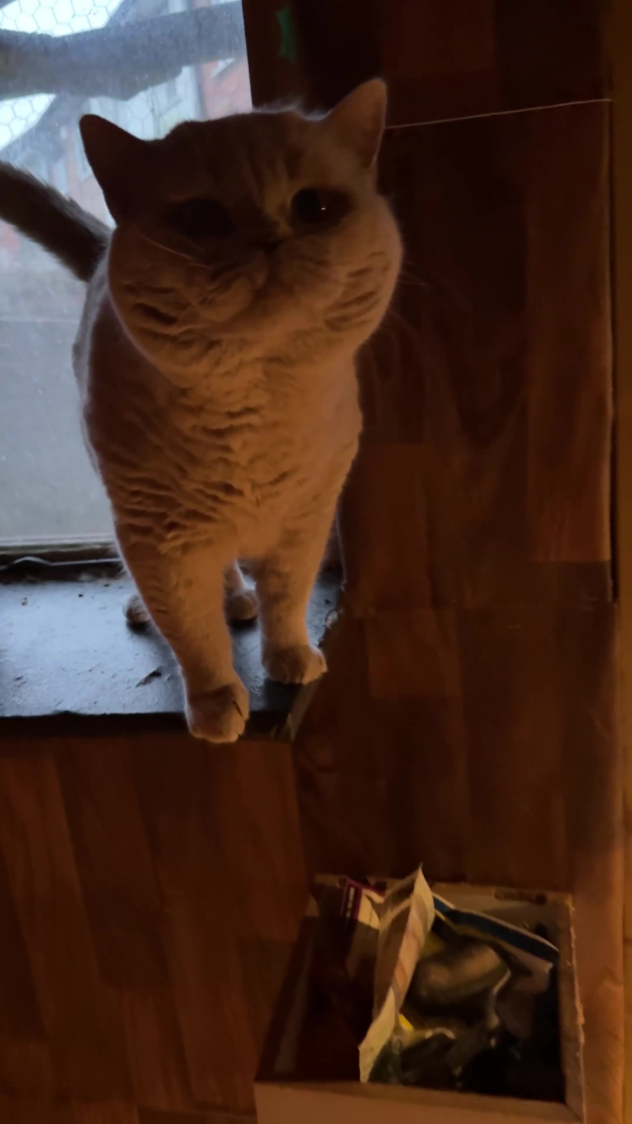 British Shorthair cats for sale: Active register beautiful tricolour girl - Video 1