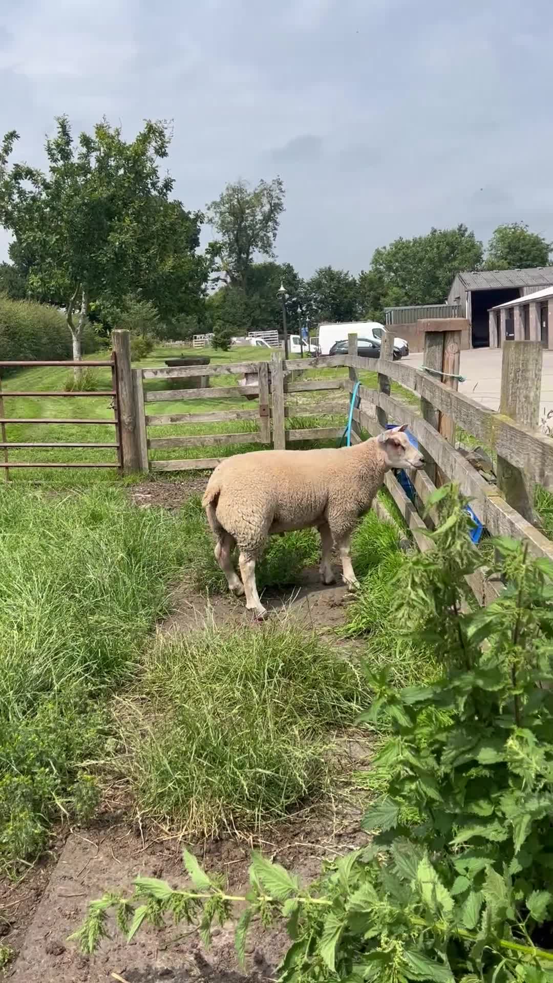 Sheep livestock for sale: Beltex x Charolais ram lambs  - Video 1