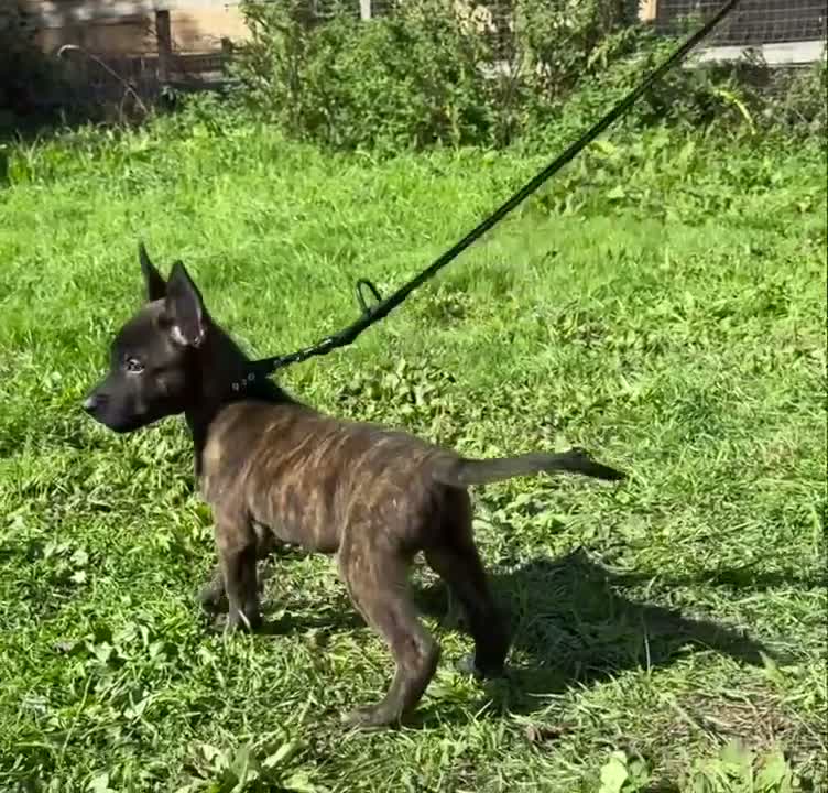 Belgian Shepherd Dog dogs for sale: Very well bred Dutch Herder Male  - Video 1