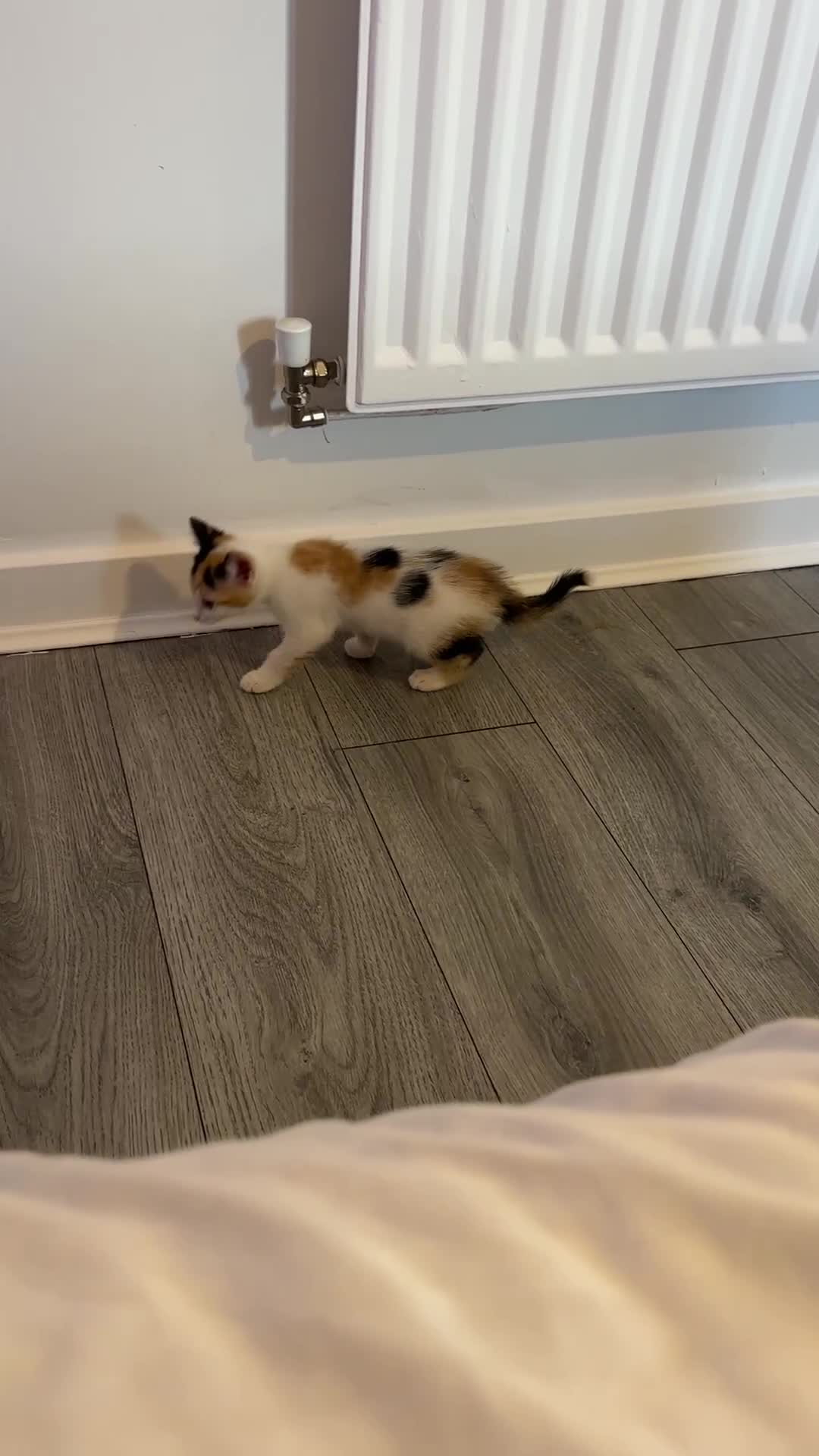 Mixed Breed cats for sale: 2 Kittens - Video 1