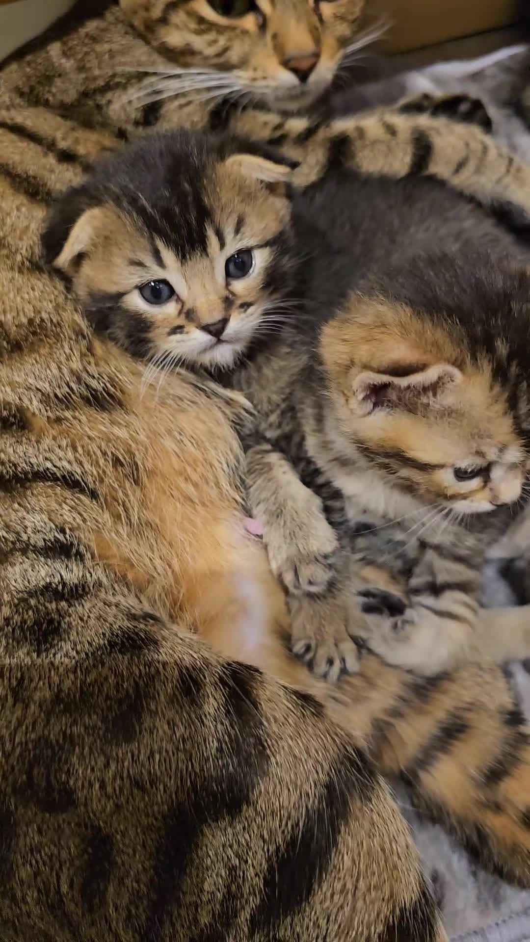 Scottish Fold cats for sale: Beautiful Scottish fold/straight kittens ❤️ - Video 1