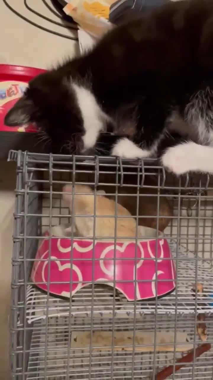 Mixed Breed cats for sale: KITTENS-LONG HAIRED - Video 1