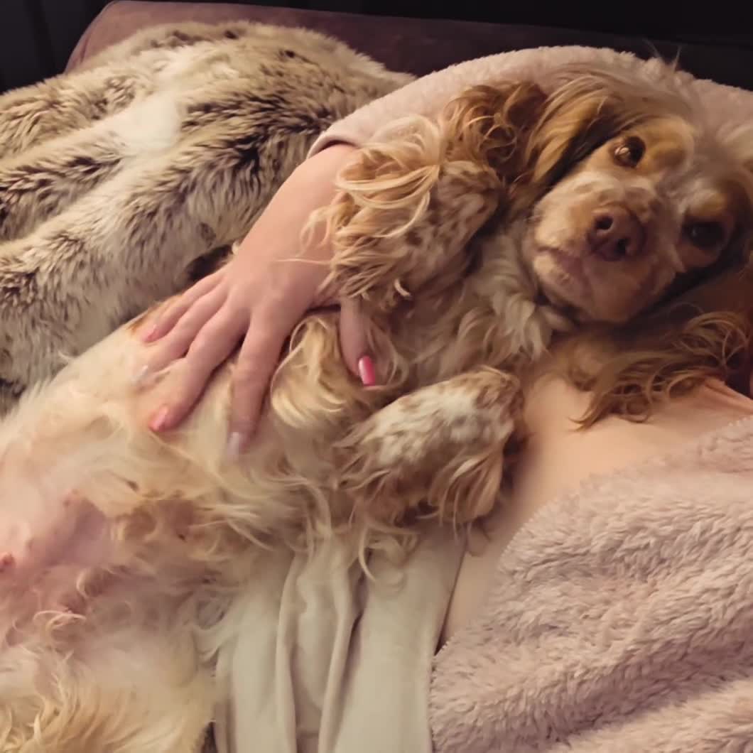 Cocker Spaniel dogs for sale: 🧡🐾🧡Beautiful Cocker Spaniel Puppies coming soon - Video 2