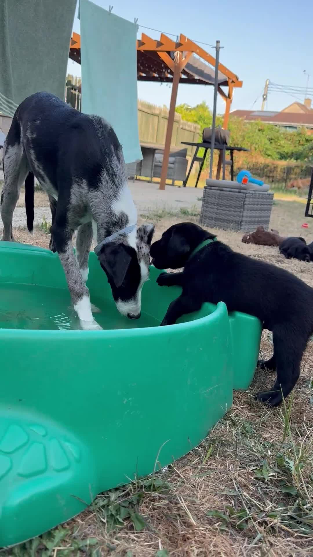 Labrador Retriever dogs for sale: 9 gorgeous KC registered black Labrador retrievers - Video 4