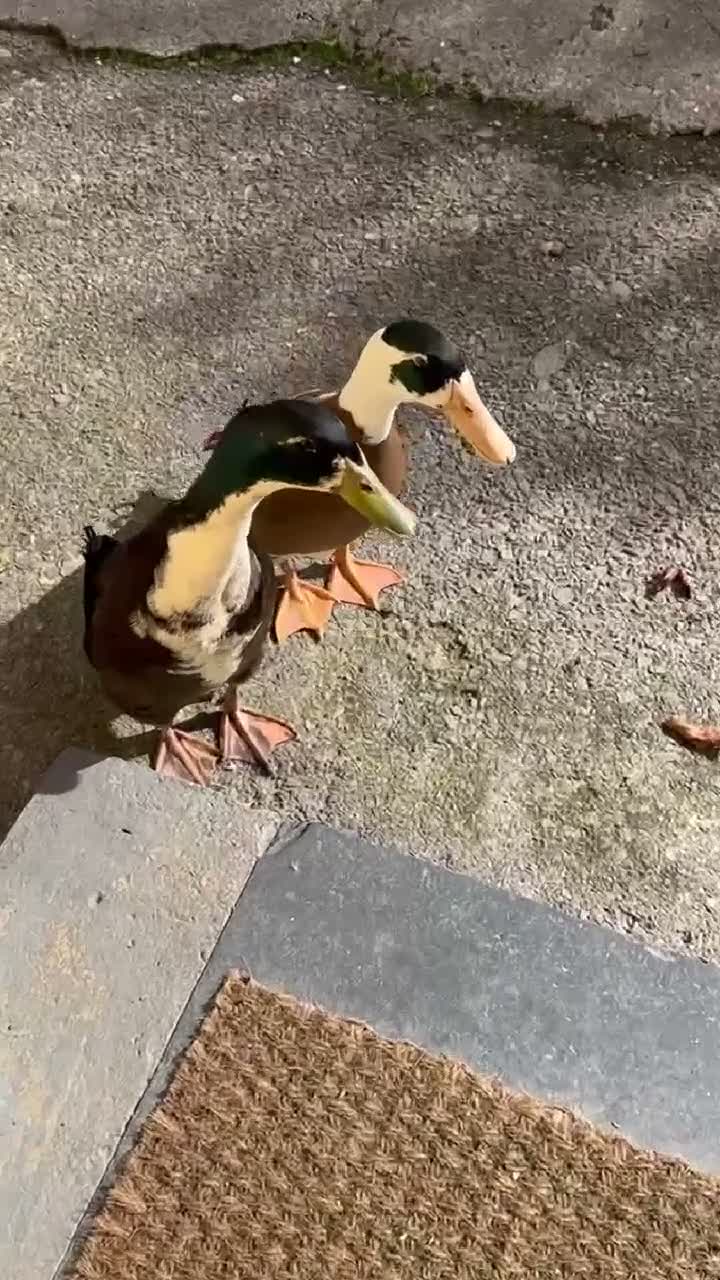 Ducks poultry for sale: Drakes free to good home  - Video 1
