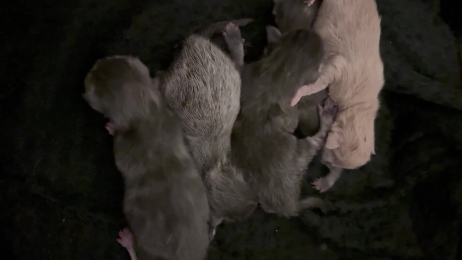 Mixed Breed cats for sale: Maine coon/Scottish fold cross - Video 1