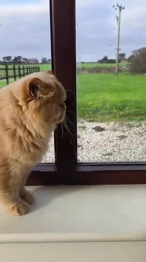 British Longhair cats for stud: Proven red British Longhair boy GCCF  - Video 1