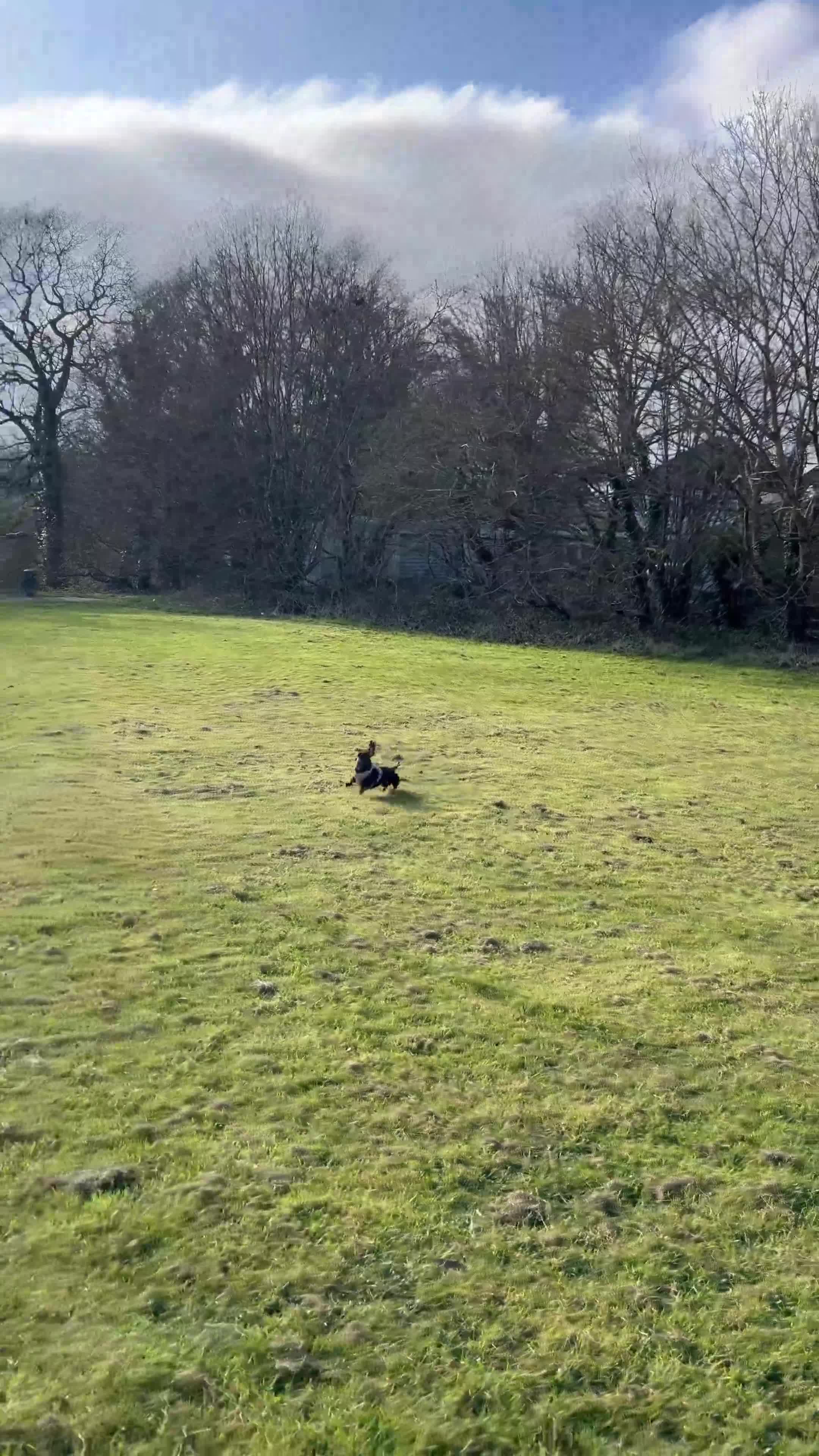 Miniature Dachshund dogs for stud: Brown and Tan Miniture Dachound for stud - Video 1