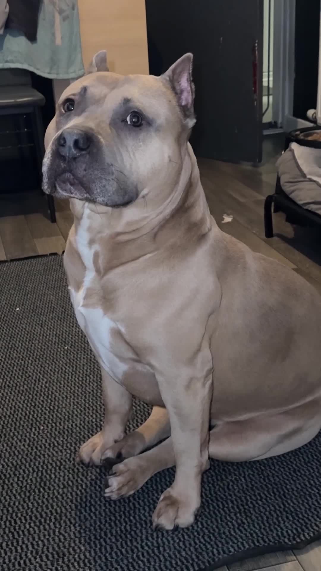 American Bully dogs for stud: American pocket muscle tone bully  - Video 1