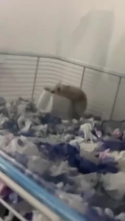 Hamster rodents for sale: Syrian Dwarf Hamster  - Video 2