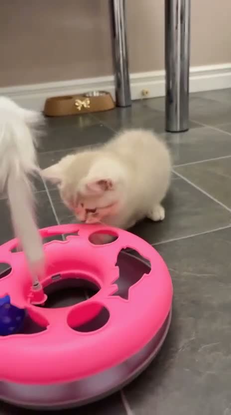British Shorthair cats for sale: Beautiful British shorthair kittens  - Video 2