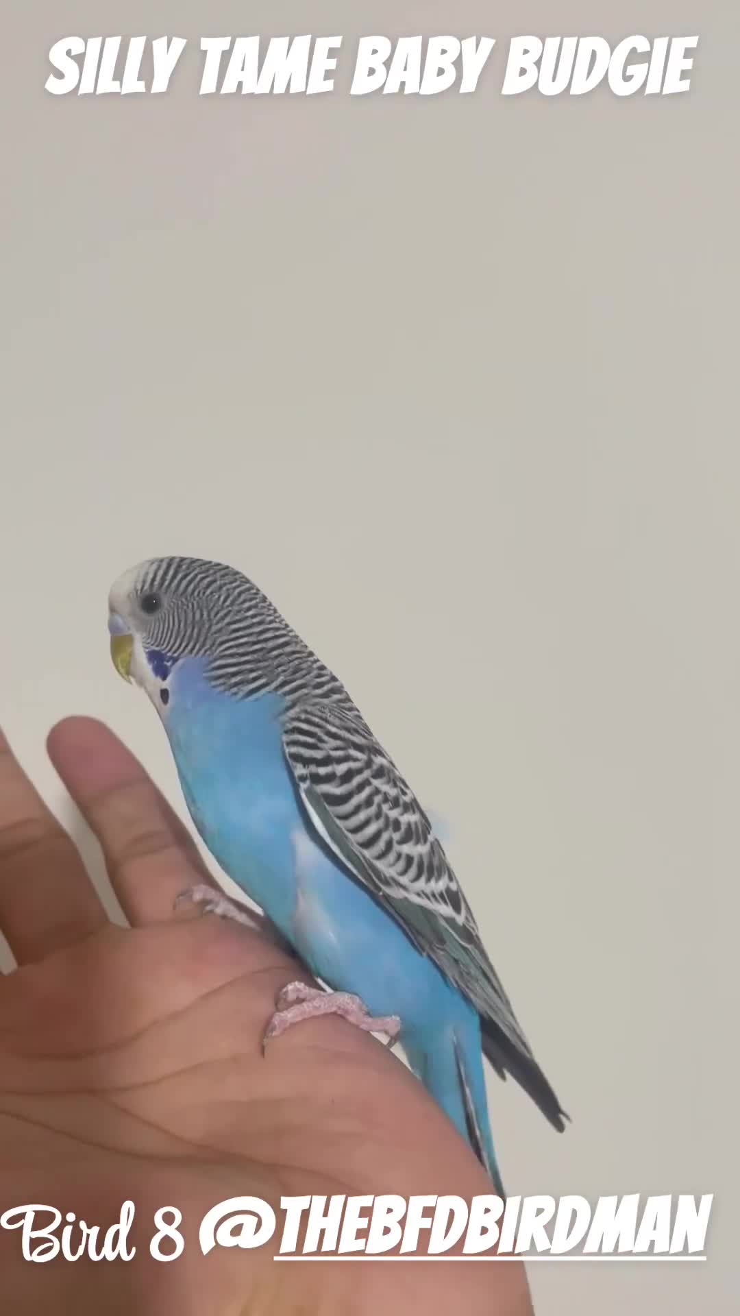 Budgerigars birds for sale: 100% SILLY TAME BABY BUDGIES - Video 4