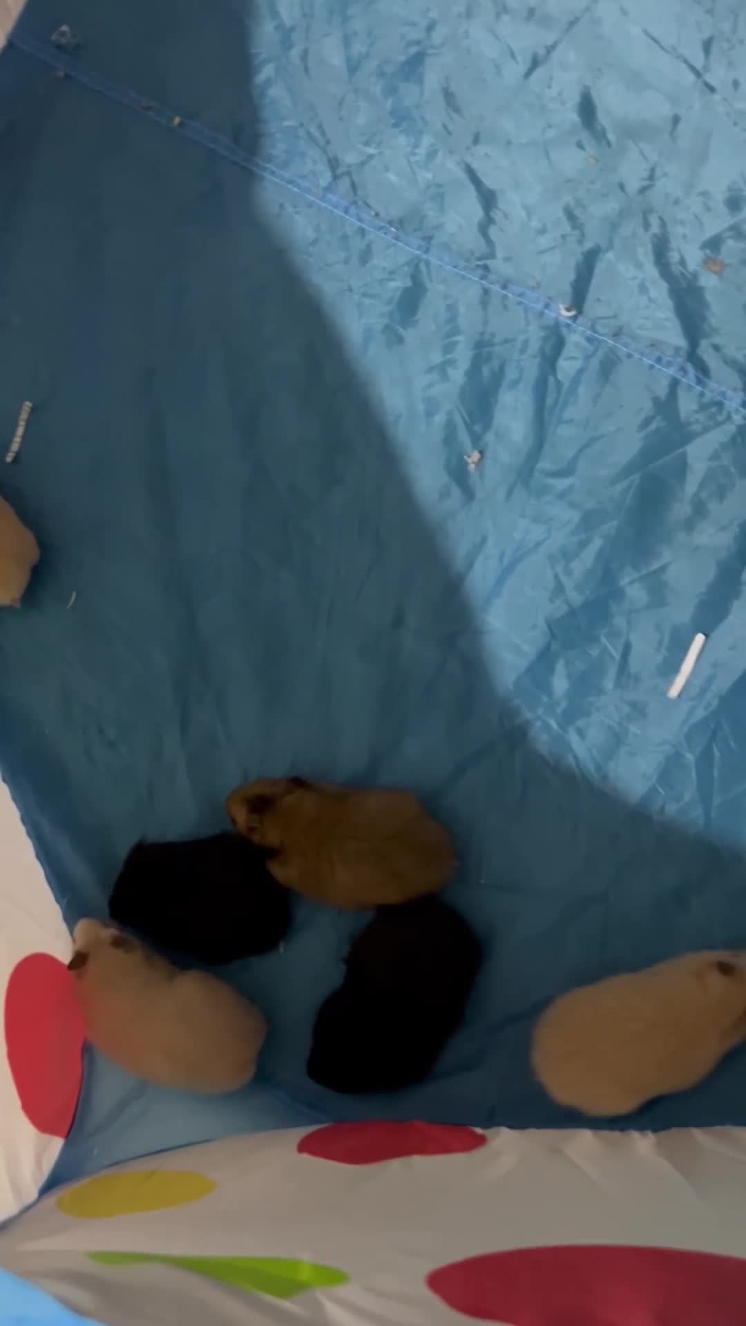 Hamster rodents for sale: 14 baby Syrian hamsters - Video 1
