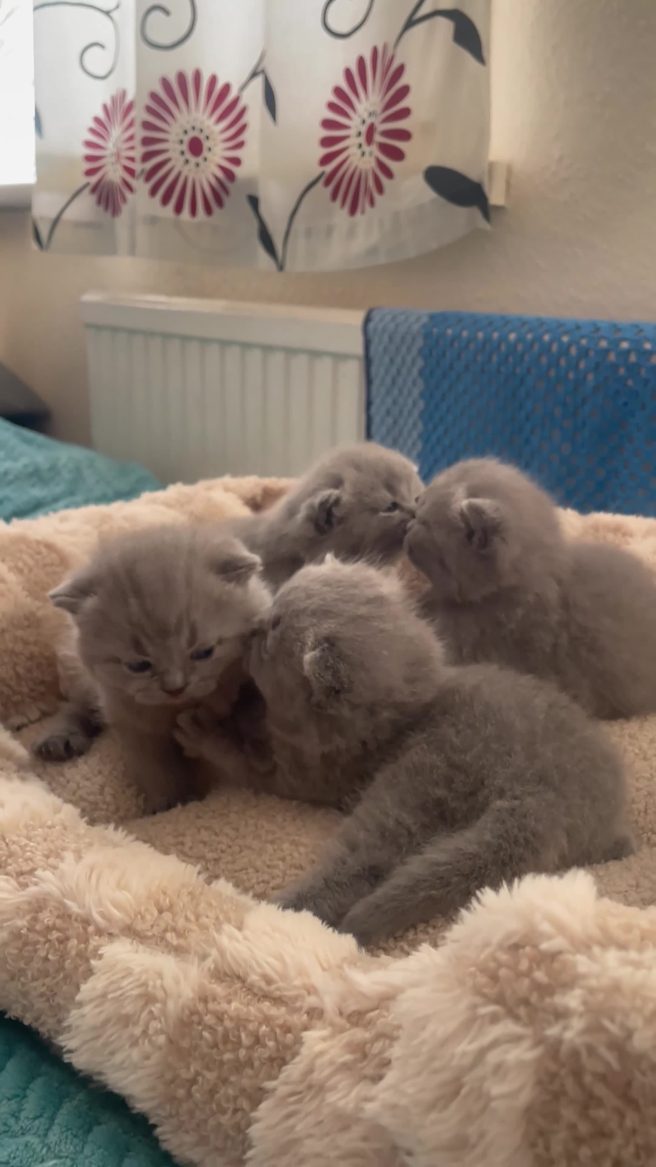 British Shorthair cats for sale: 🐱 Blue British Shorthair kittens 🐱  in Bournemouth - Video 1