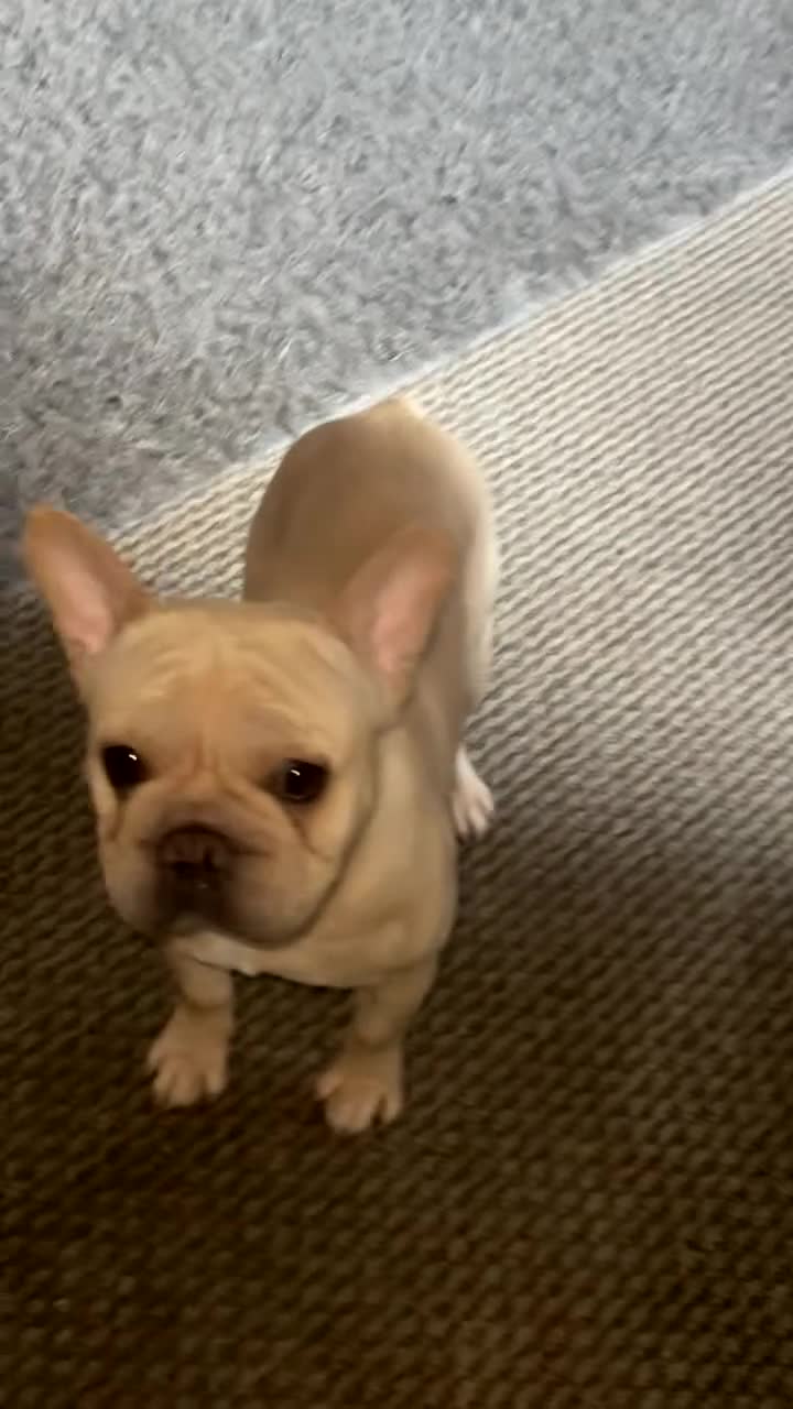 French Bulldog dogs for sale: Hugo the frenchie  in Northampton - Video 1