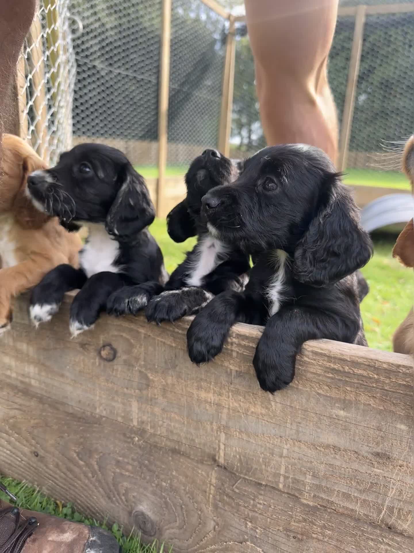 Cocker Spaniel dogs for sale: Cocker Spaniel Puppies - Video 2