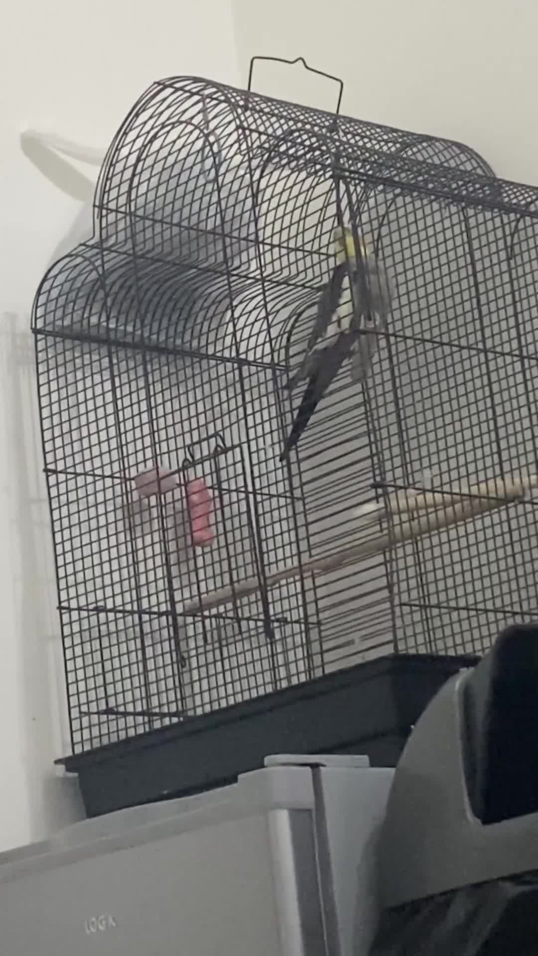 Cockatiels birds for sale: 11-Month-Old Untamed Bird for Sale  - Video 1