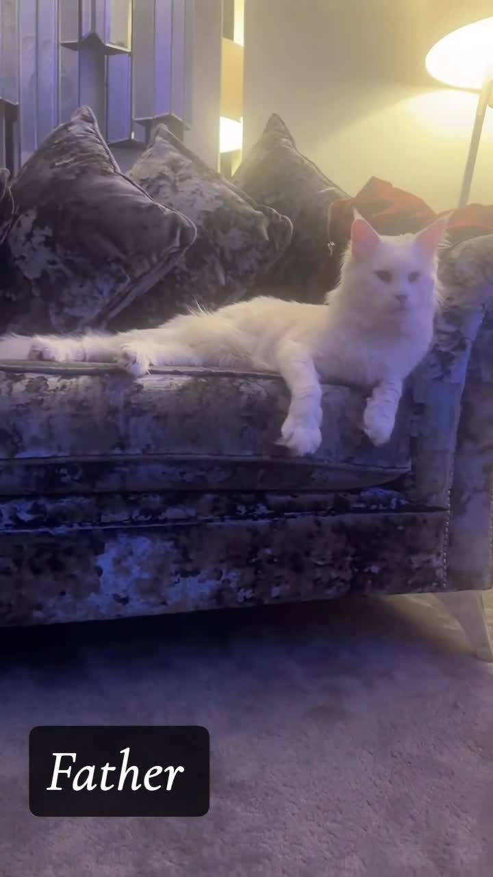 Maine Coon cats for sale: Four Sweet Maine Coon Kittens in Bradford - Video 1