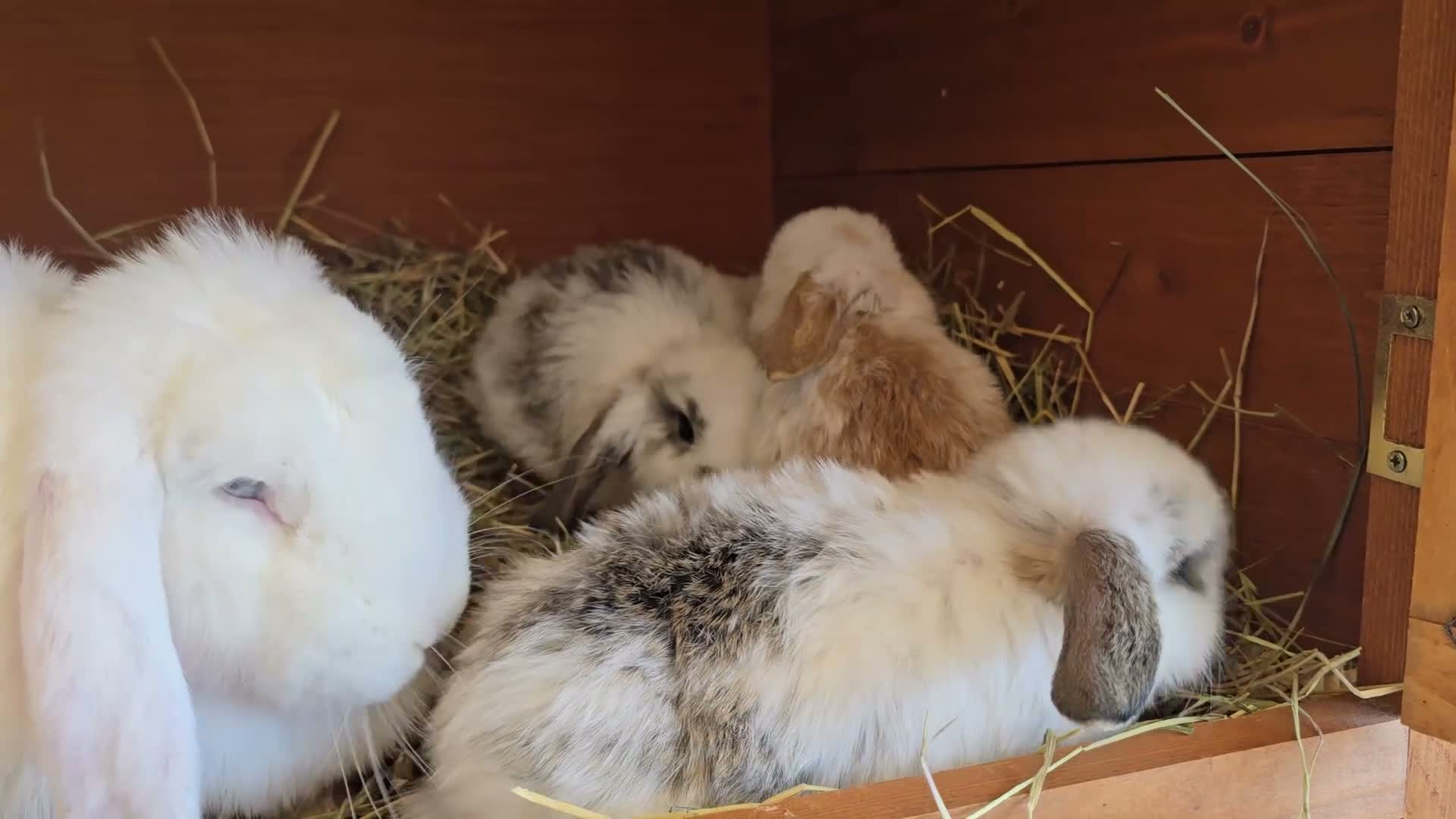 Mixed Breed rabbits for sale: Angora x French lop bunnies - Video 4