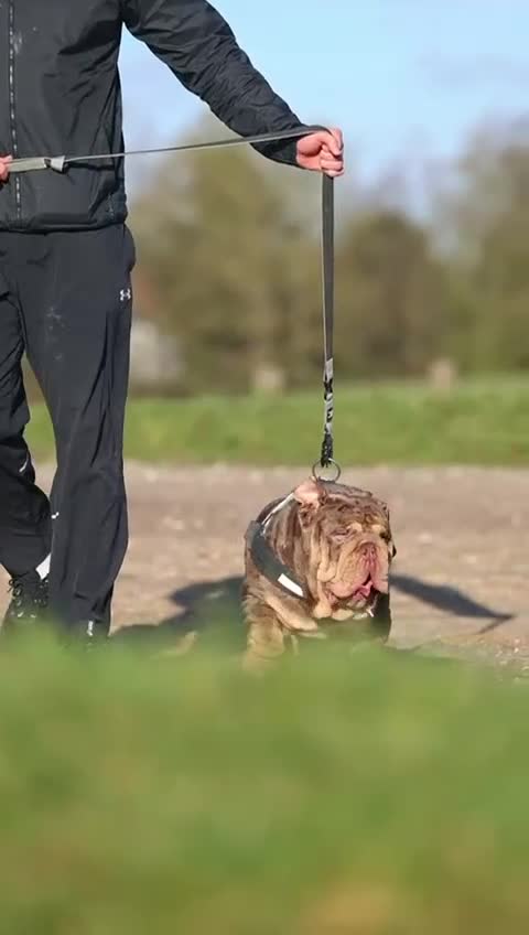 English Bulldog dogs for stud: Mr. Emperor 🍫 - Video 4