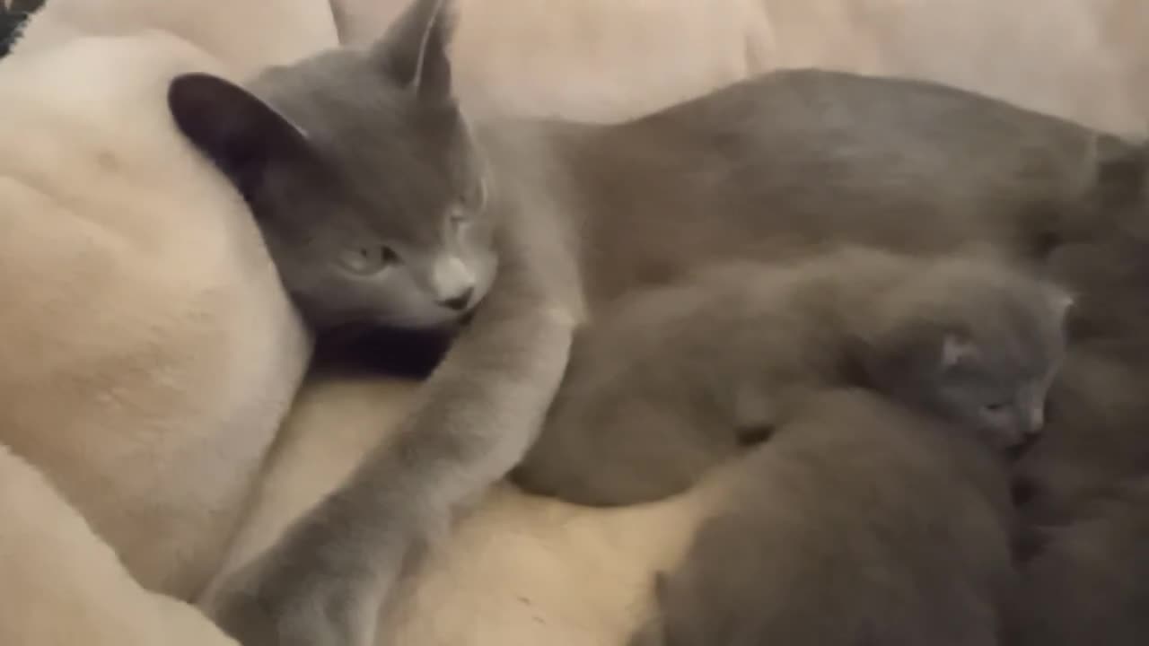 Russian Blue cats for sale: Pure Russian Blue kittens 2 Girls 1 boy left - Video 5