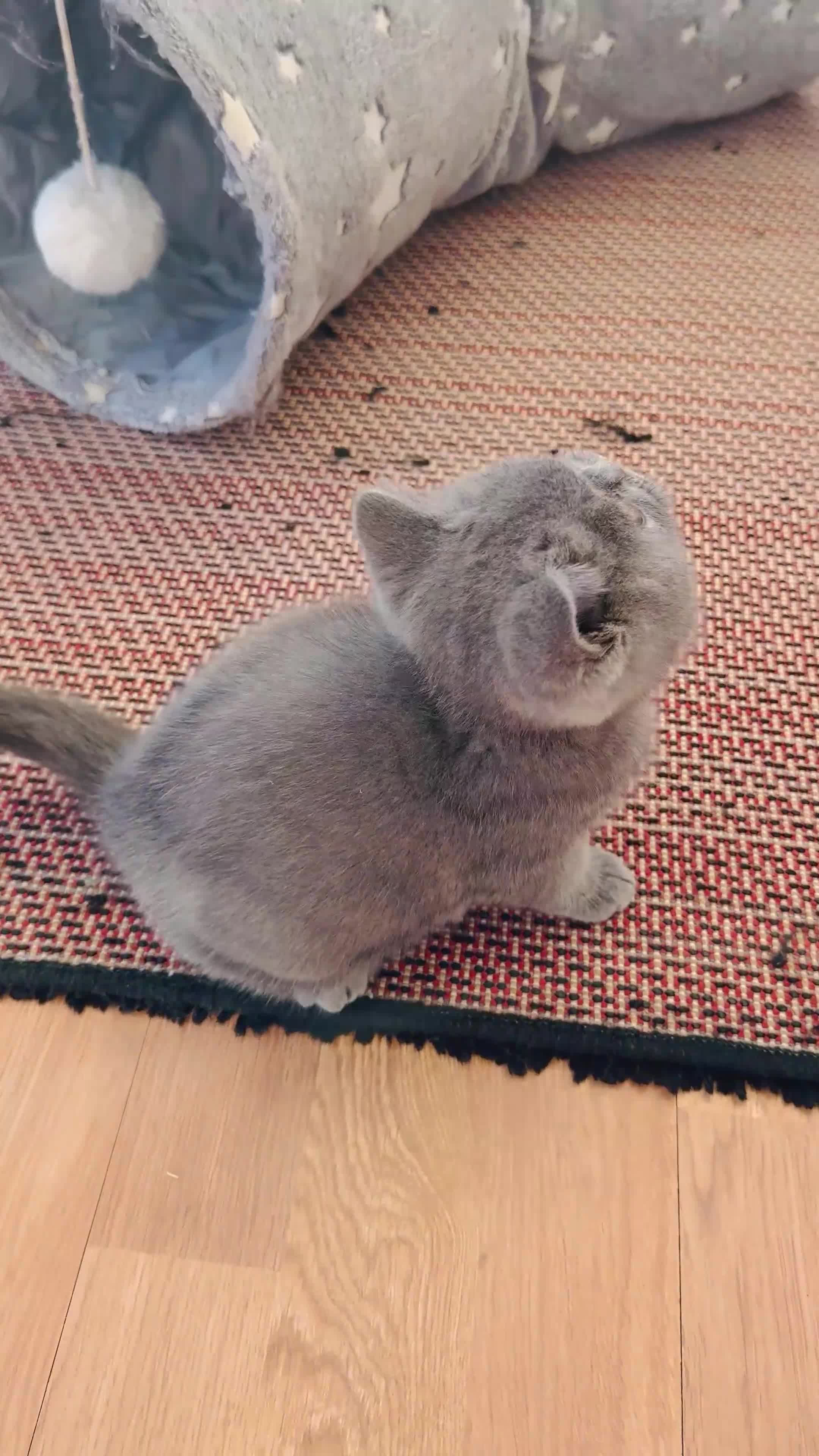 British Shorthair cats for sale: GCCF reg British Shorthair kittens ready to go now - Video 2