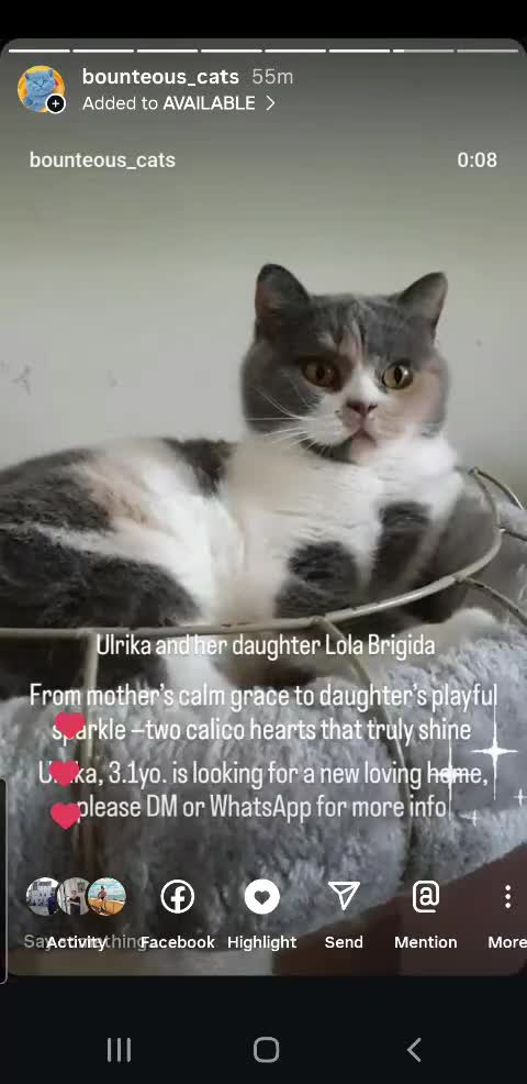 British Shorthair cats for sale: Closing of BSH cattery, 50% discount  - Video 3