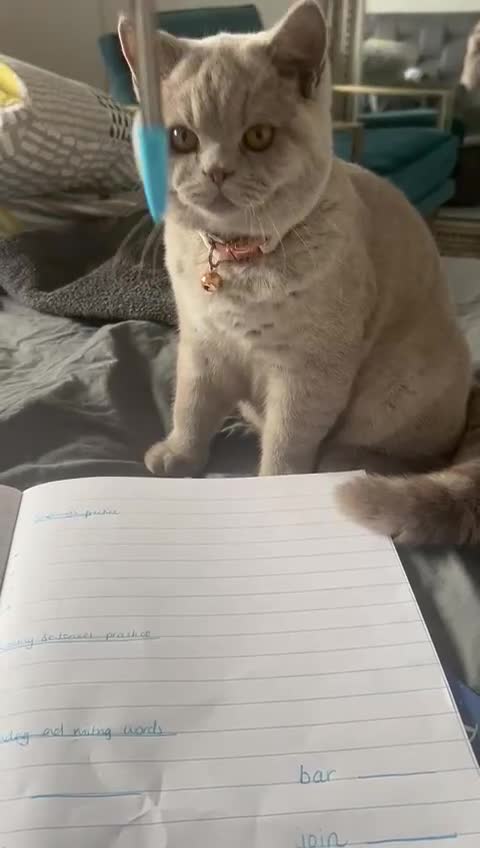 British Shorthair cats for sale: GCCF registered British shorthair kitten  - Video 1