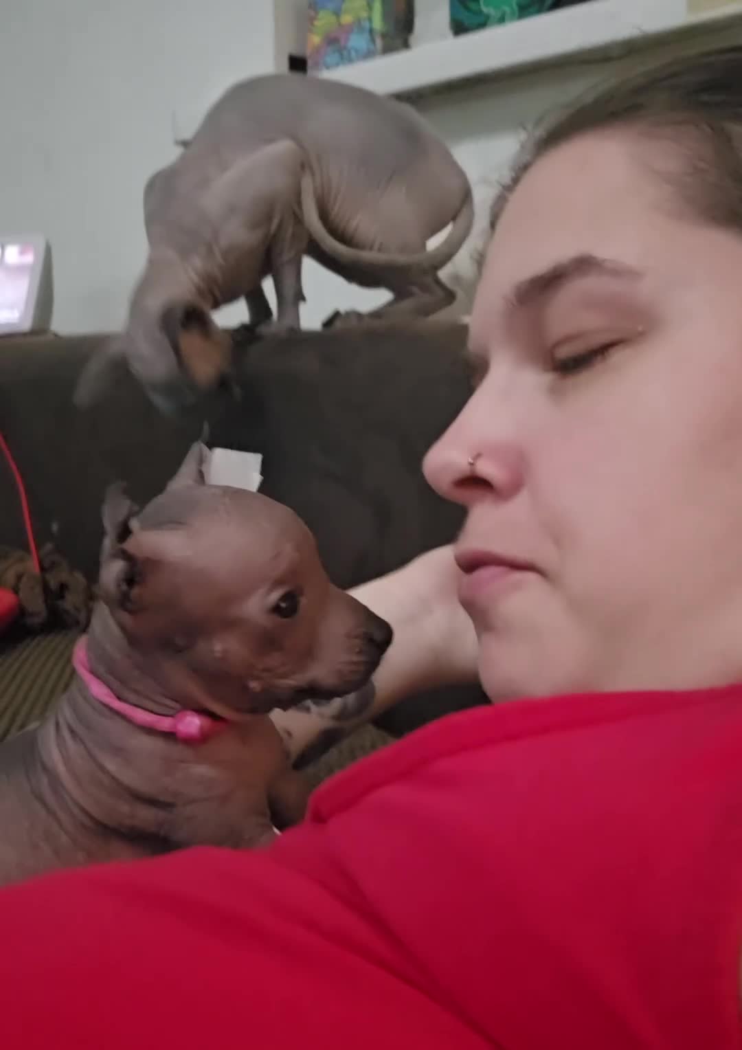 Mexican Hairless dogs for sale: Kc registered Xoloitzcuintle miniature puppies  - Video 1