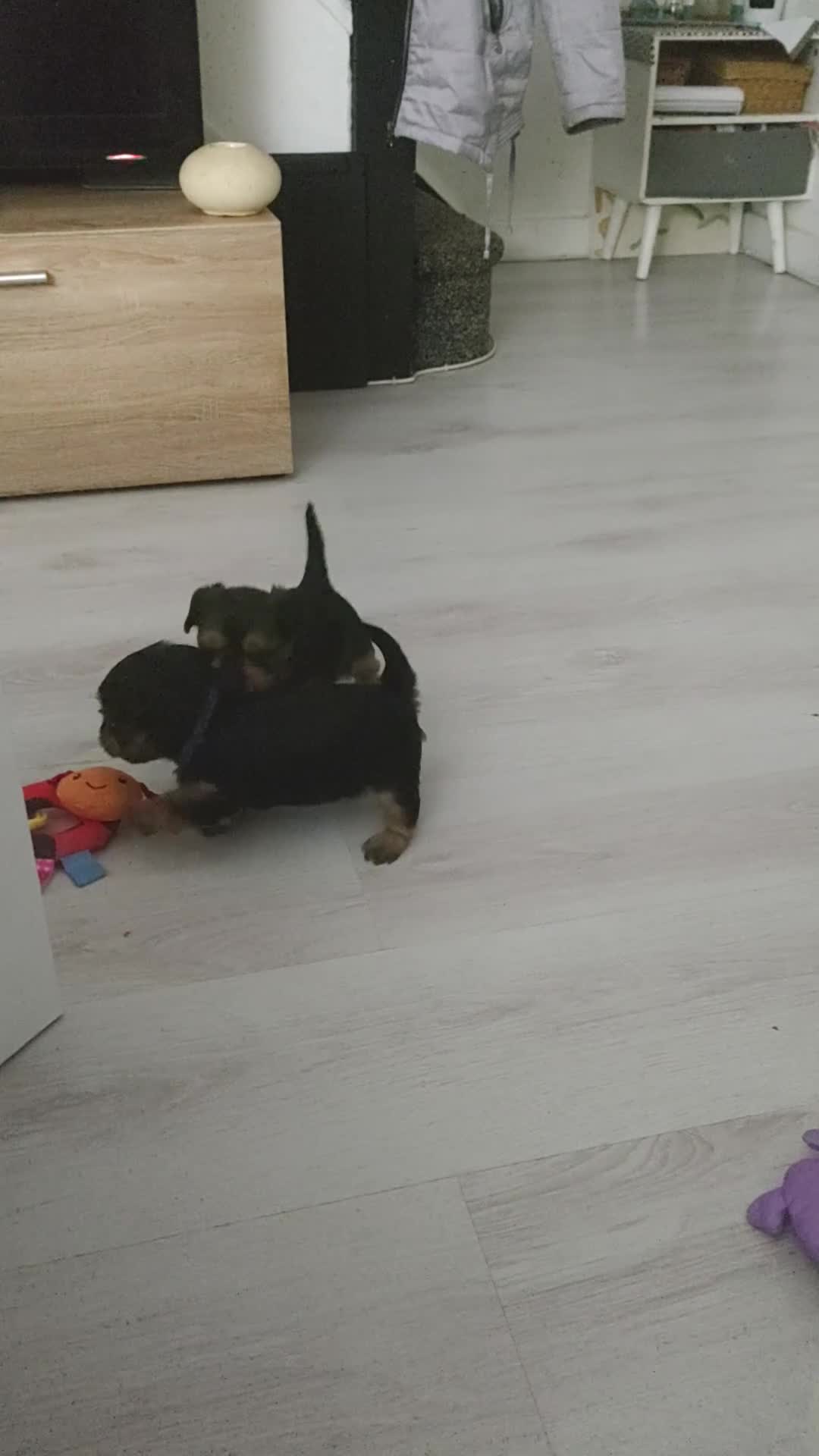 Yorkshire Terrier dogs for sale: Adorable Mini Yorkshire Terrier Puppies - Video 1