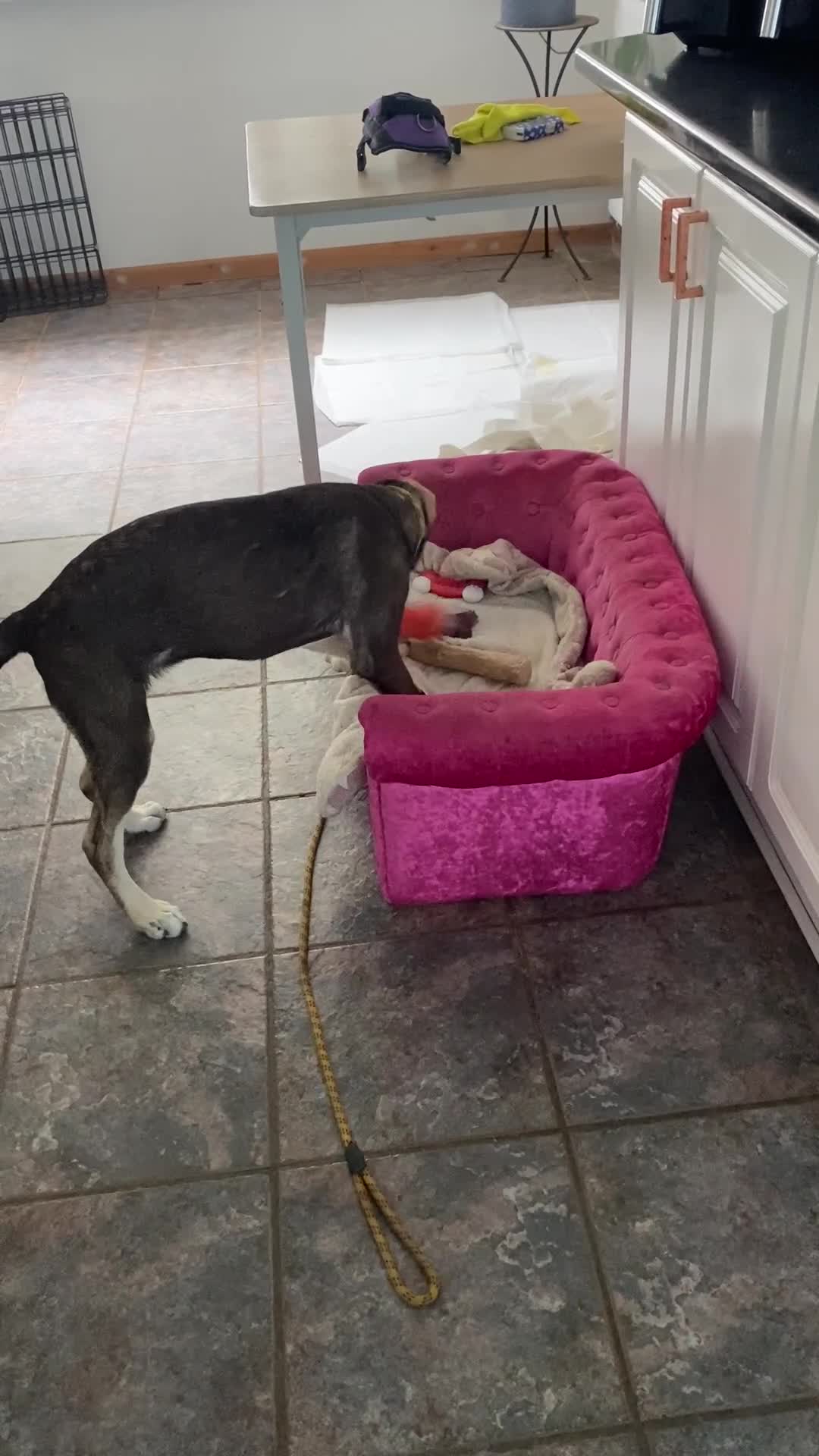 Mixed Breed dogs for adoption: Teya- sweet and loving  - Video 1