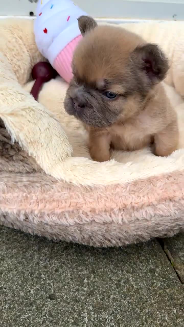 French Bulldog dogs for sale: Visual fluffy rope French bulldog puppies - Video 2
