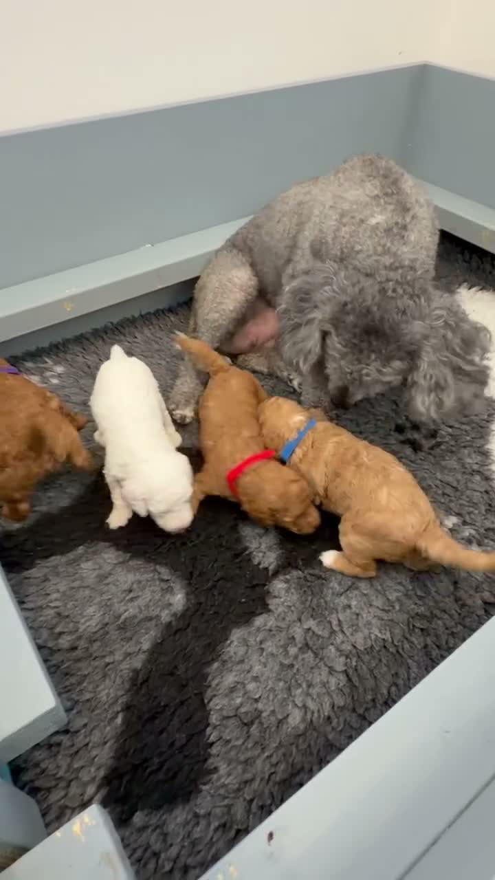Cavapoochon dogs for sale: 🐾CAVAPOOCHON PUPPIES🐾 - Video 1