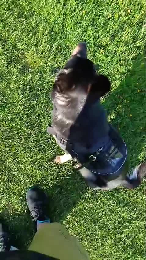 Mixed Breed dogs for sale: German shepard cross collie tricolour  - Video 2
